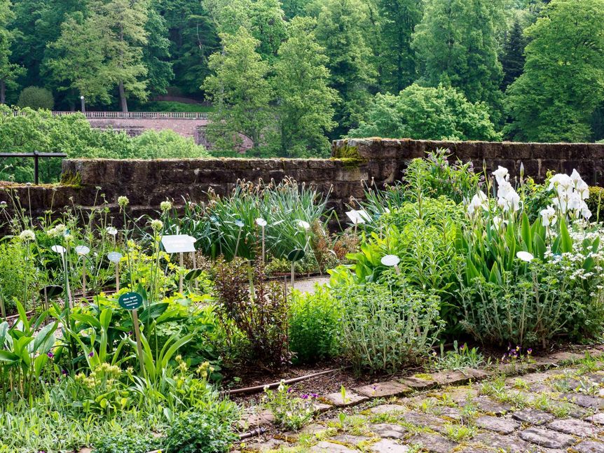 Schloss Heidelberg, Der Apothekergarten 